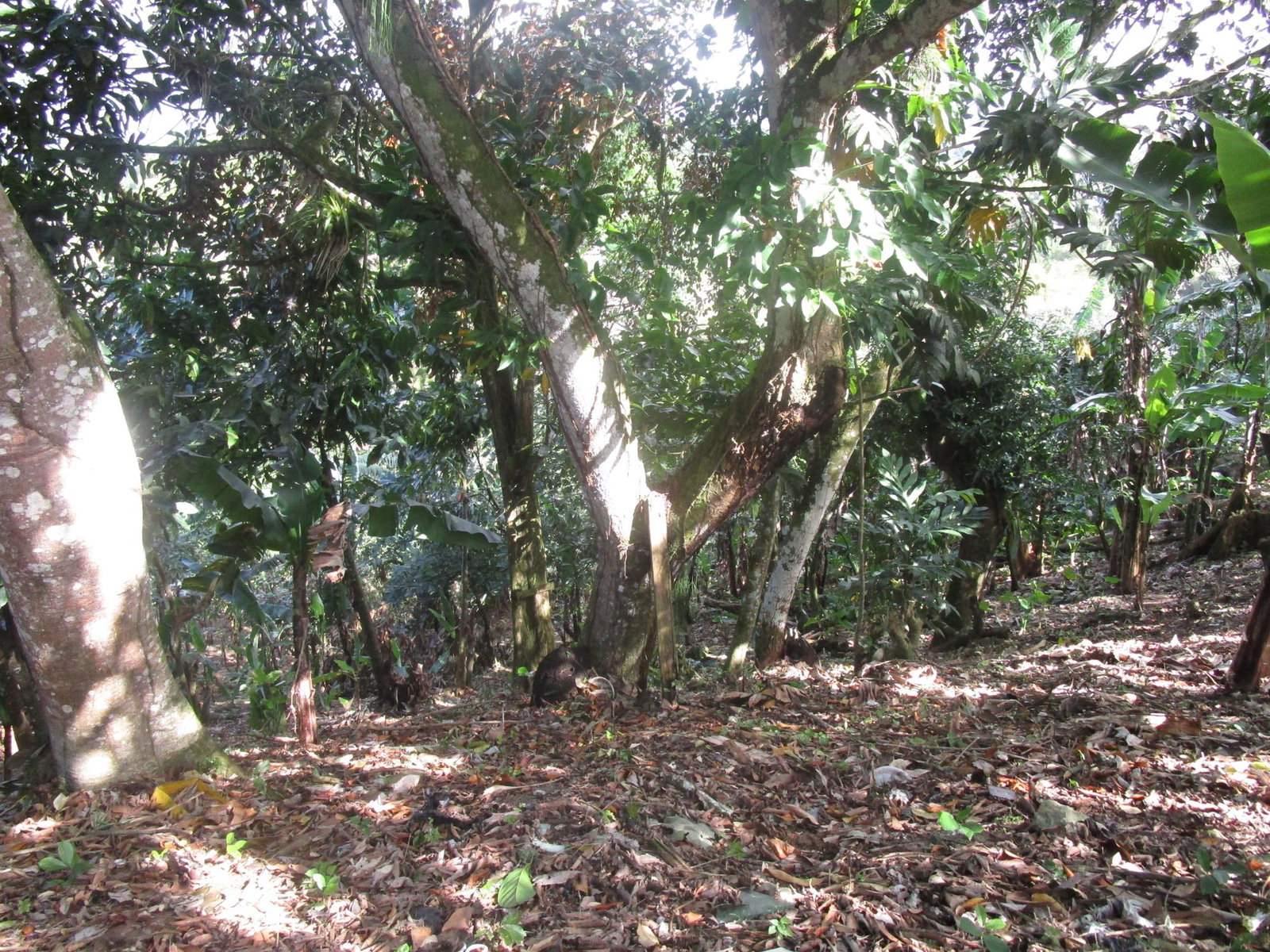 Third image of 1 Glengoffe Main Road in Glengoffe, St. Catherine, Jamaica - property is For Sale