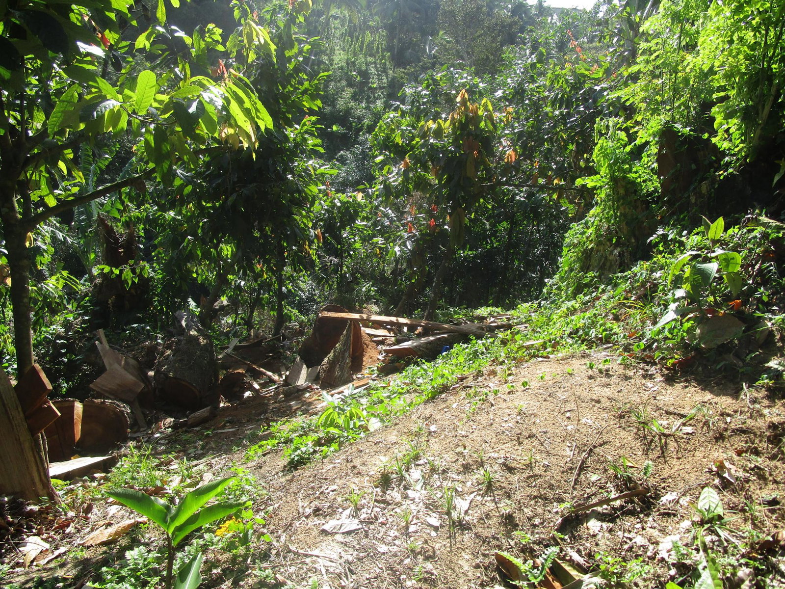 Fourth image of 1 Glengoffe Main Road in Glengoffe, St. Catherine, Jamaica - property is For Sale