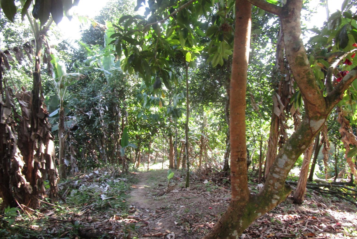 Fifth image of 1 Glengoffe Main Road in Glengoffe, St. Catherine, Jamaica - property is For Sale