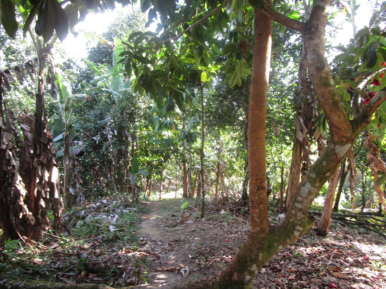 Fifth image of 1 Glengoffe Main Road in Glengoffe, St. Catherine, Jamaica - property is For Sale