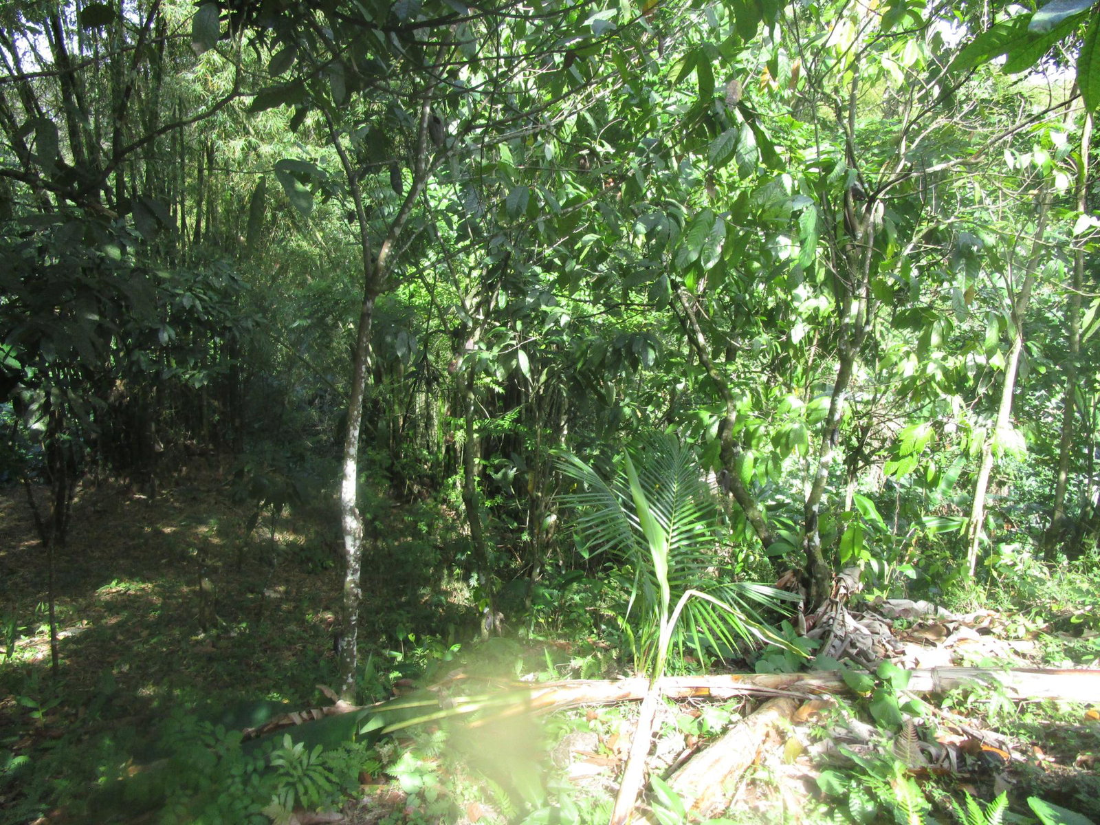 Sixth image of 1 Glengoffe Main Road in Glengoffe, St. Catherine, Jamaica - property is For Sale