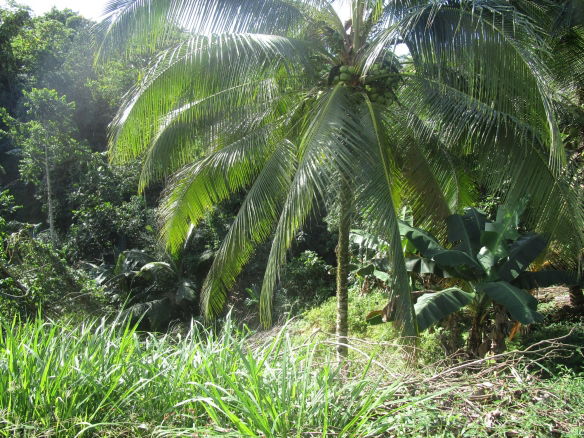 First image of 1 Glengoffe Main Road in Glengoffe, St. Catherine, Jamaica - property is For Sale