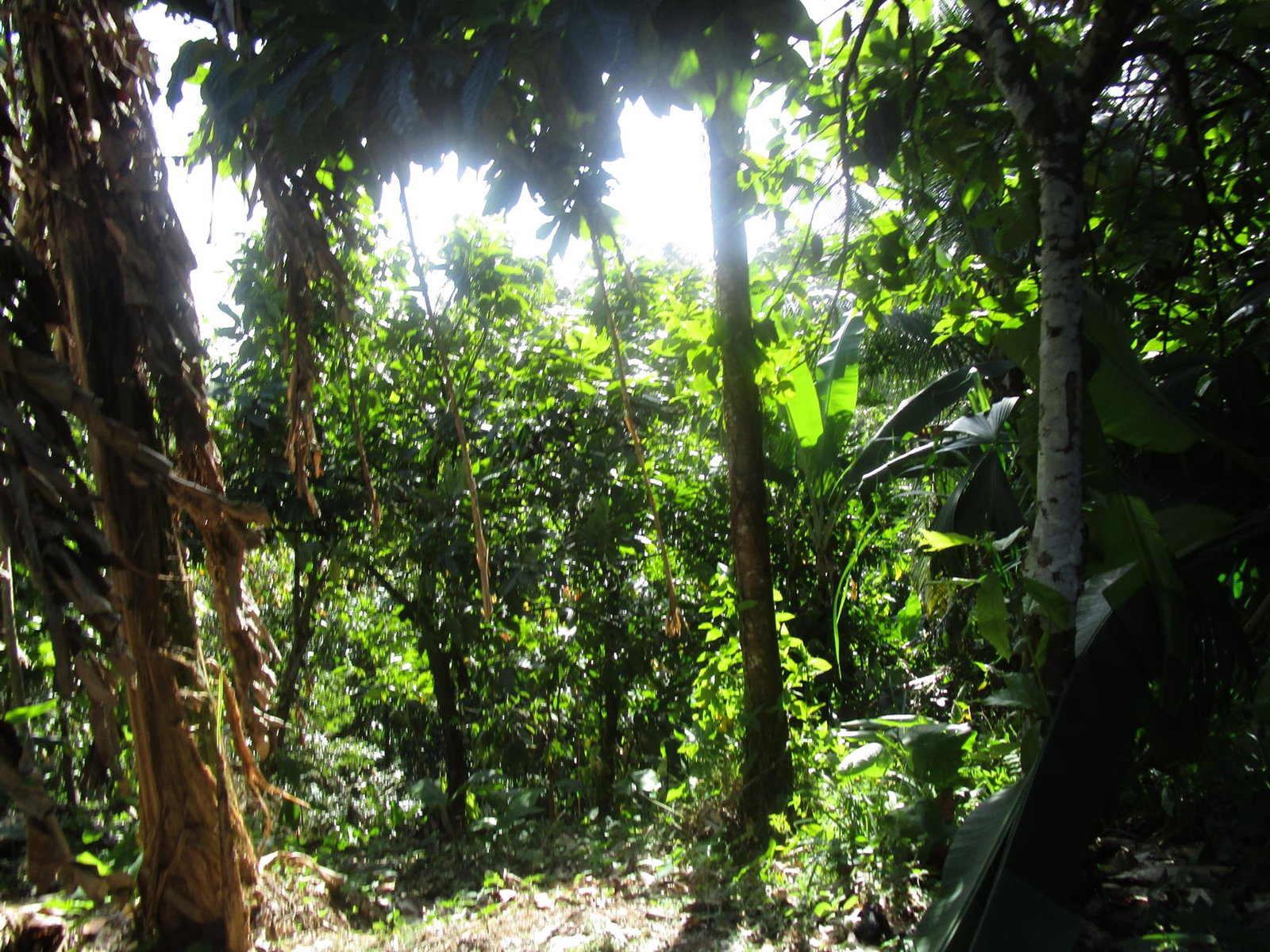 Seventh image of 1 Glengoffe Main Road in Glengoffe, St. Catherine, Jamaica - property is For Sale