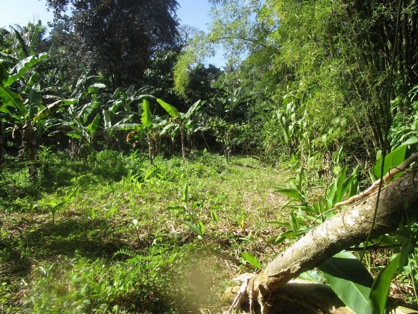 Eighth image of 1 Glengoffe Main Road in Glengoffe, St. Catherine, Jamaica - property is For Sale