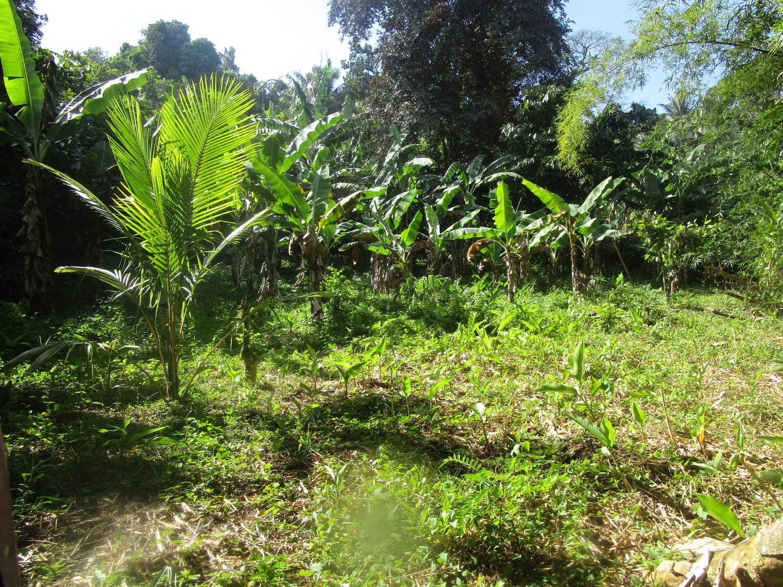 Ninth image of 1 Glengoffe Main Road in Glengoffe, St. Catherine, Jamaica - property is For Sale
