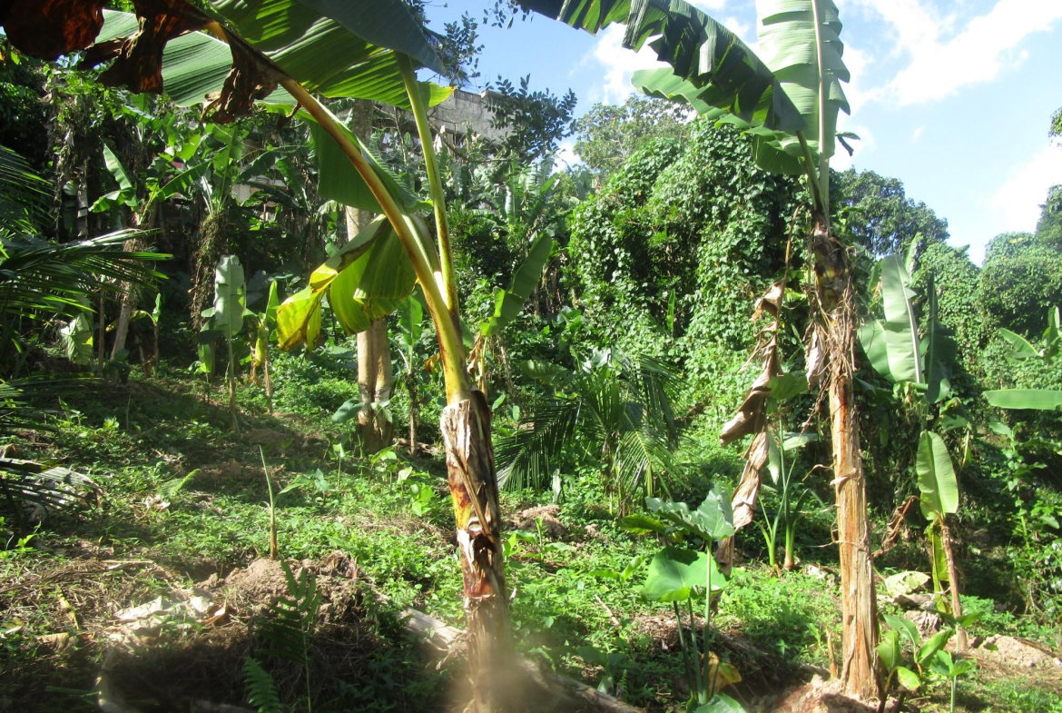 Tenth image of 1 Glengoffe Main Road in Glengoffe, St. Catherine, Jamaica - property is For Sale