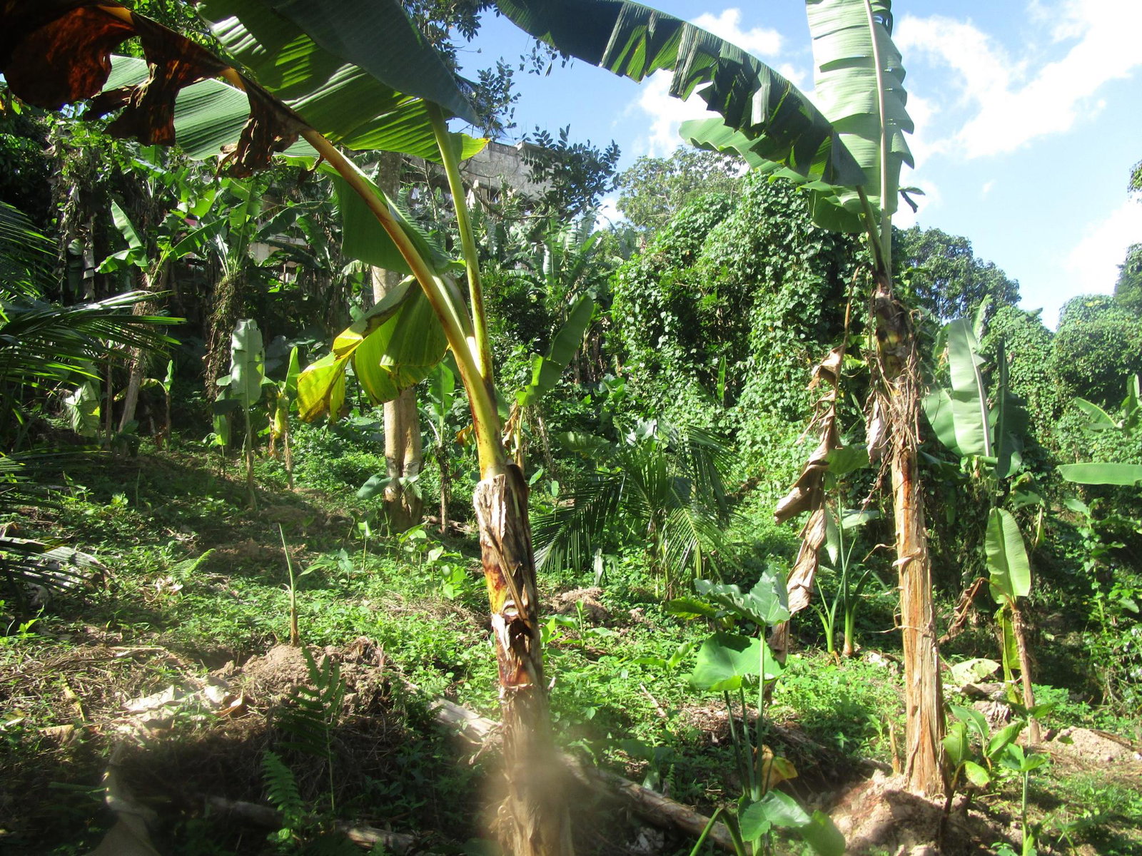 Tenth image of 1 Glengoffe Main Road in Glengoffe, St. Catherine, Jamaica - property is For Sale