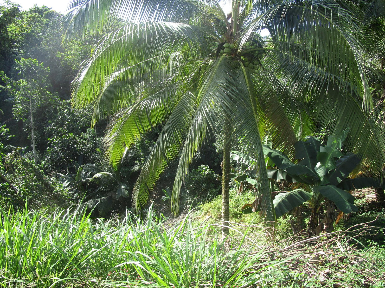 First image of 1 Glengoffe Main Road in Glengoffe, St. Catherine, Jamaica - property is For Sale