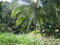 First image of 1 Glengoffe Main Road in Glengoffe, St. Catherine, Jamaica - property is For Sale