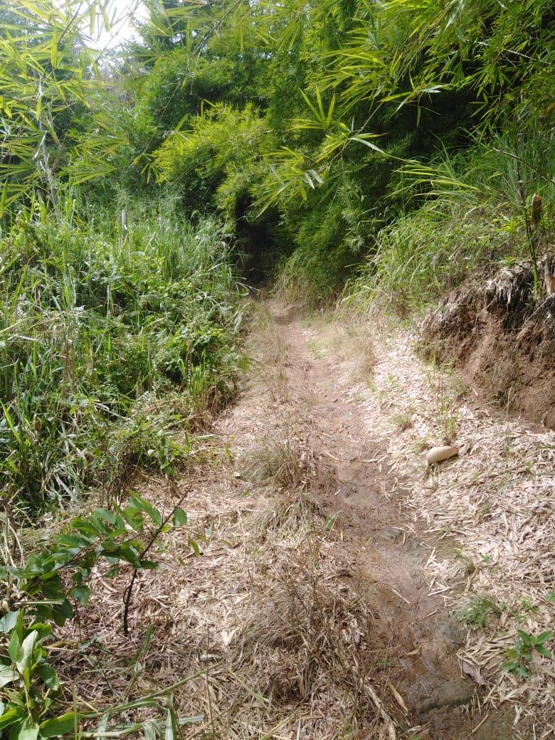 Affordable-Agricultural-Land-for-Sale-in-Mount-Dakin-Jamaica Eleventh image of Lot 40 Mount Dakin, Brandon Hill in Mount James, St. Andrew, Jamaica - property is For Sale