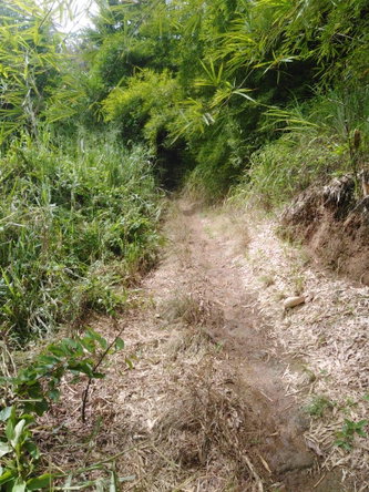 Eleventh image of Lot 40 Mount Dakin, Brandon Hill in Mount James, St. Andrew, Jamaica - property is For Sale