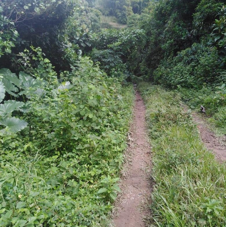 Twelfth image of Lot 40 Mount Dakin, Brandon Hill in Mount James, St. Andrew, Jamaica - property is For Sale
