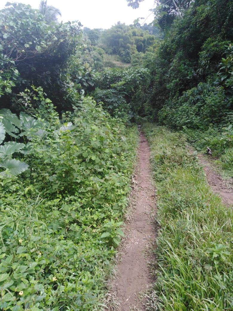 Affordable-Agricultural-Land-for-Sale-in-Mount-Dakin-Jamaica Twelfth image of Lot 40 Mount Dakin, Brandon Hill in Mount James, St. Andrew, Jamaica - property is For Sale