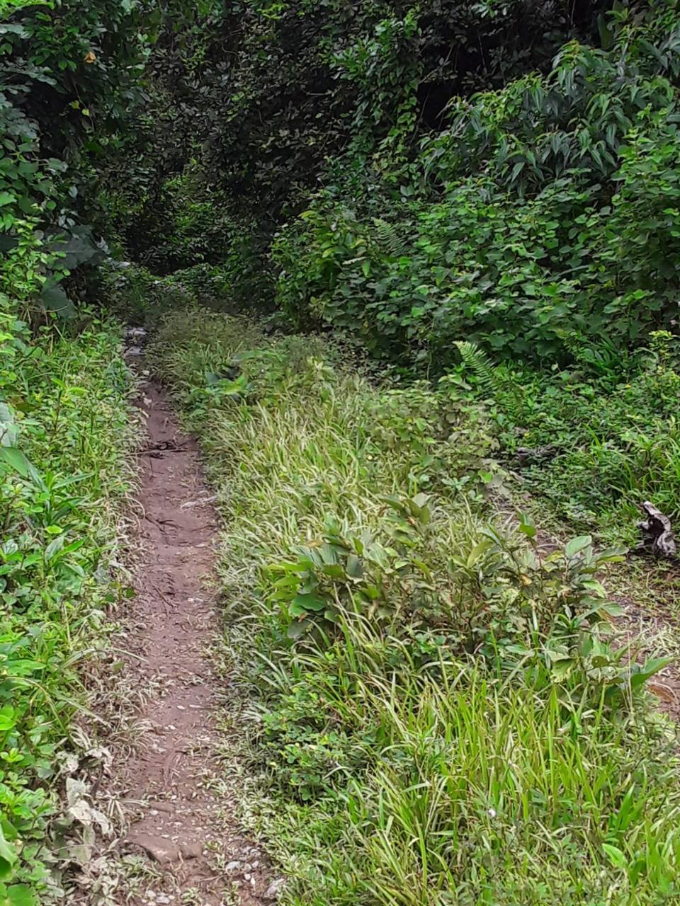 Affordable-Agricultural-Land-for-Sale-in-Mount-Dakin-Jamaica Thirteenth image of Lot 40 Mount Dakin, Brandon Hill in Mount James, St. Andrew, Jamaica - property is For Sale
