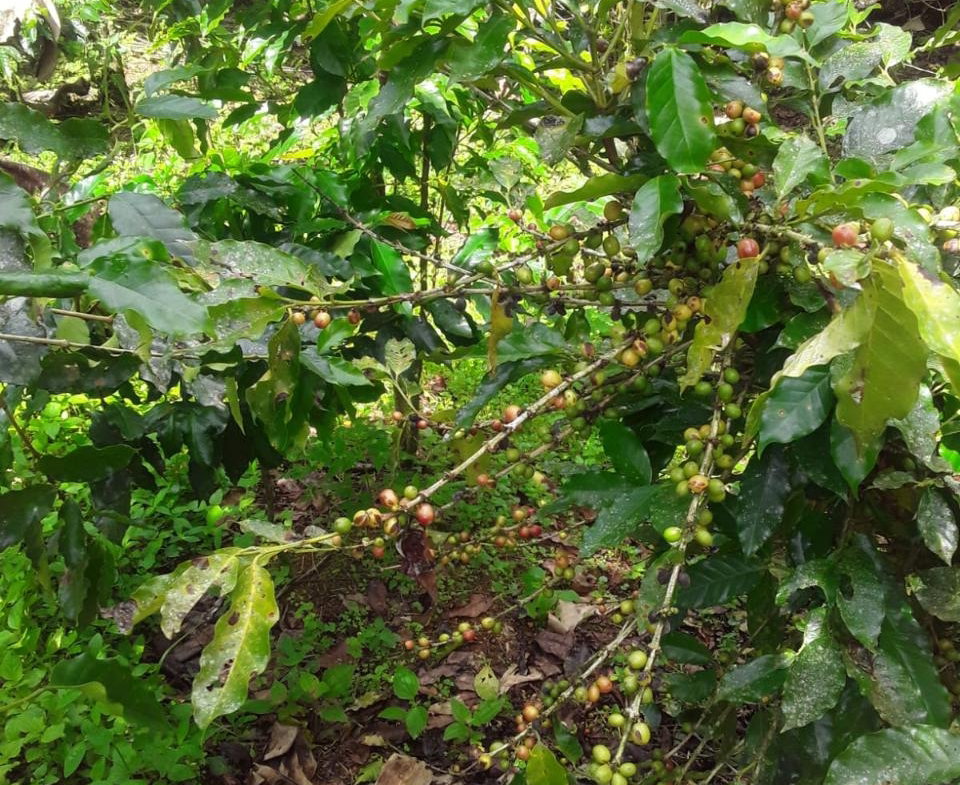 Fourteenth image of Lot 40 Mount Dakin, Brandon Hill in Mount James, St. Andrew, Jamaica - property is For Sale