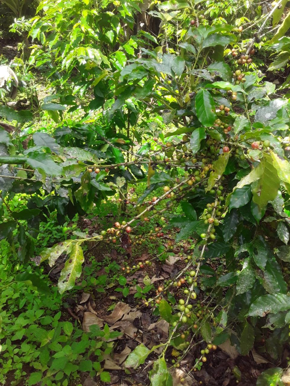 Affordable-Agricultural-Land-for-Sale-in-Mount-Dakin-Jamaica Fourteenth image of Lot 40 Mount Dakin, Brandon Hill in Mount James, St. Andrew, Jamaica - property is For Sale
