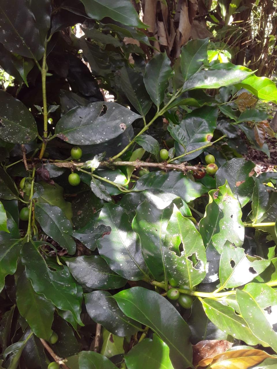 Affordable-Agricultural-Land-for-Sale-in-Mount-Dakin-Jamaica Fifteenth image of Lot 40 Mount Dakin, Brandon Hill in Mount James, St. Andrew, Jamaica - property is For Sale
