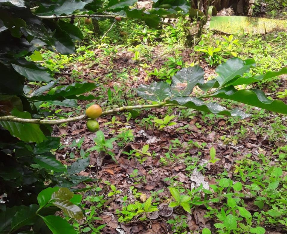 Sixteenth image of Lot 40 Mount Dakin, Brandon Hill in Mount James, St. Andrew, Jamaica - property is For Sale