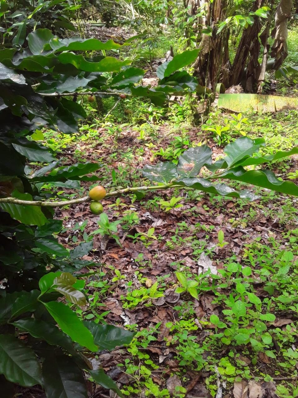 Affordable-Agricultural-Land-for-Sale-in-Mount-Dakin-Jamaica Sixteenth image of Lot 40 Mount Dakin, Brandon Hill in Mount James, St. Andrew, Jamaica - property is For Sale