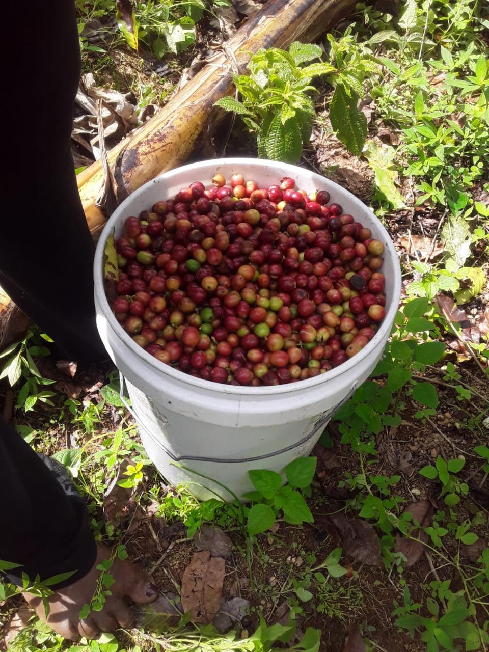 Affordable-Agricultural-Land-for-Sale-in-Mount-Dakin-Jamaica Seventeenth image of Lot 40 Mount Dakin, Brandon Hill in Mount James, St. Andrew, Jamaica - property is For Sale