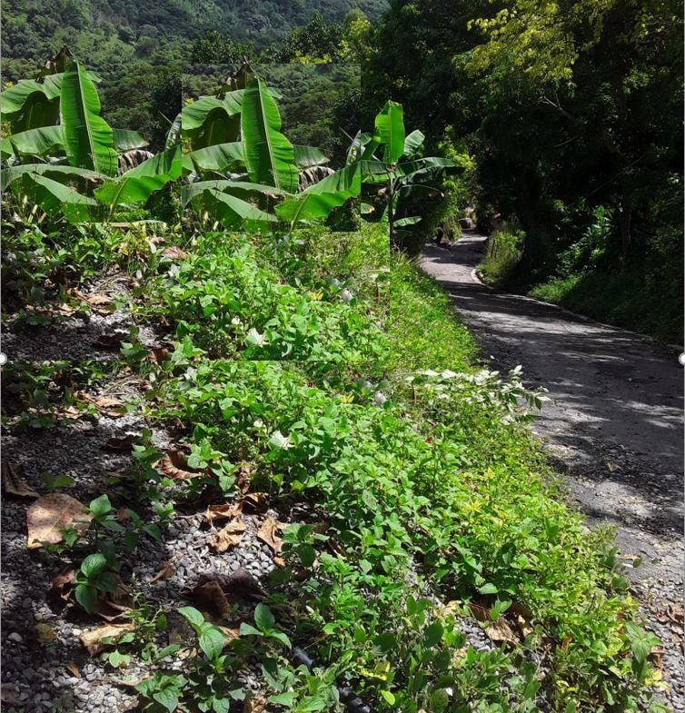 Fifth image of Lot 40 Mount Dakin, Brandon Hill in Mount James, St. Andrew, Jamaica - property is For Sale