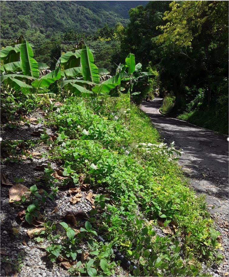Affordable-Agricultural-Land-for-Sale-in-Mount-Dakin-Jamaica Fifth image of Lot 40 Mount Dakin, Brandon Hill in Mount James, St. Andrew, Jamaica - property is For Sale