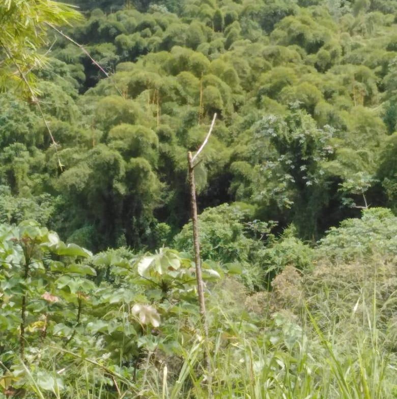 Tenth image of Lot 40 Mount Dakin, Brandon Hill in Mount James, St. Andrew, Jamaica - property is For Sale