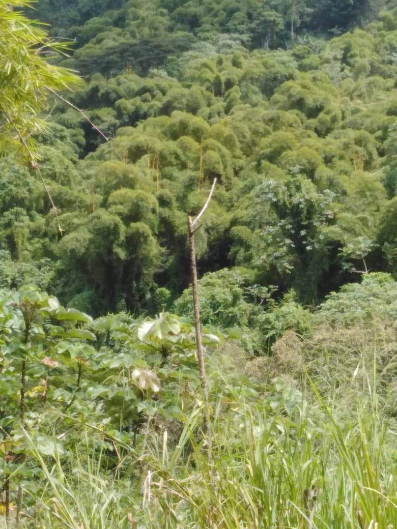 Affordable-Agricultural-Land-for-Sale-in-Mount-Dakin-Jamaica Tenth image of Lot 40 Mount Dakin, Brandon Hill in Mount James, St. Andrew, Jamaica - property is For Sale