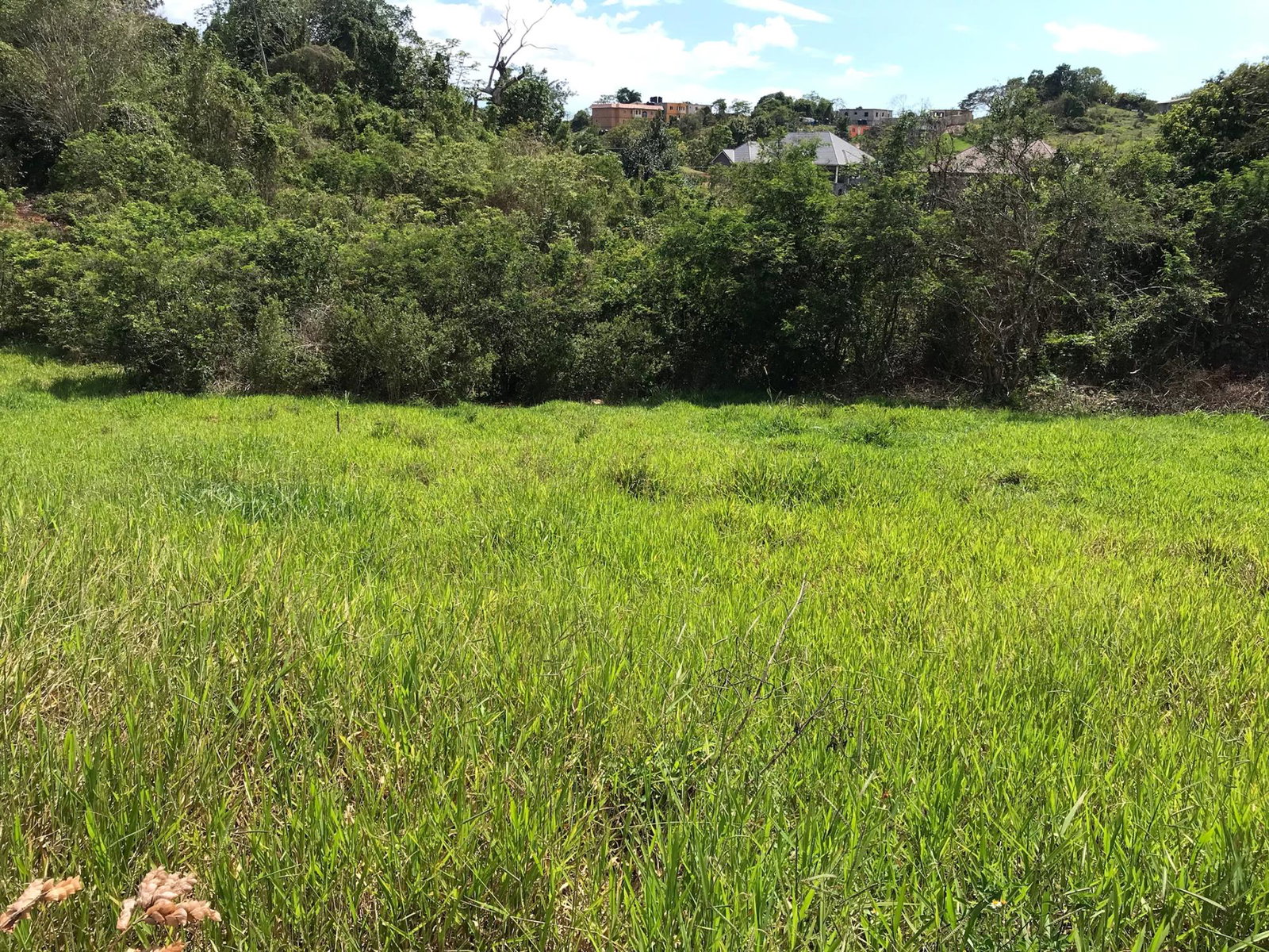 Fourth image of Lot No. 11 Littleton, Cedar Grove in Knockpatrick, Manchester, Jamaica - property is For Sale
