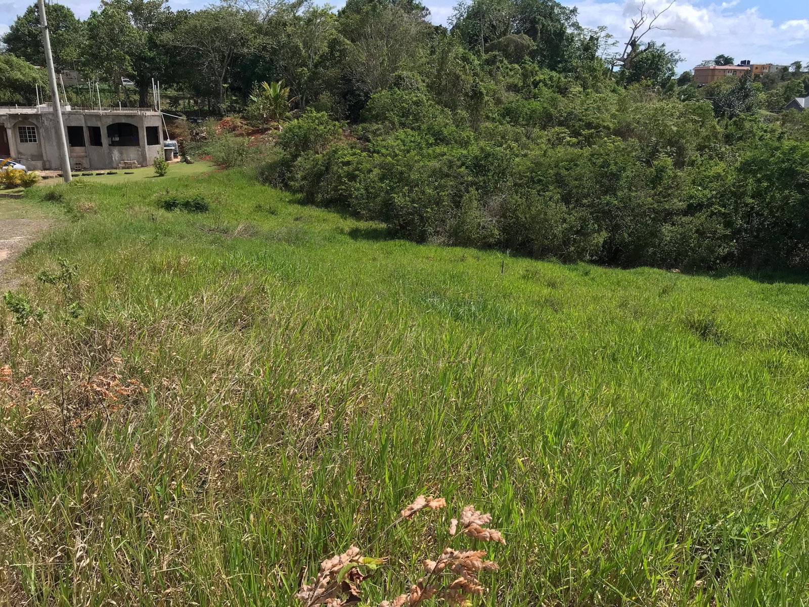 Eighth image of Lot No. 11 Littleton, Cedar Grove in Knockpatrick, Manchester, Jamaica - property is For Sale