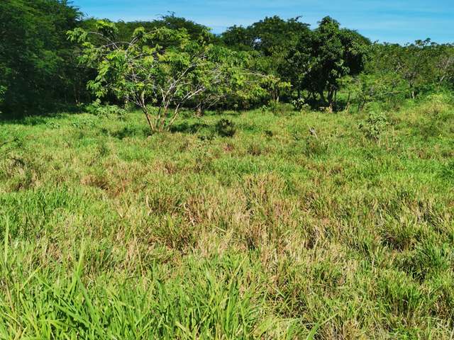 Fourth image of Cheapside Junction in Junction, St. Elizabeth, Jamaica - property is For Sale