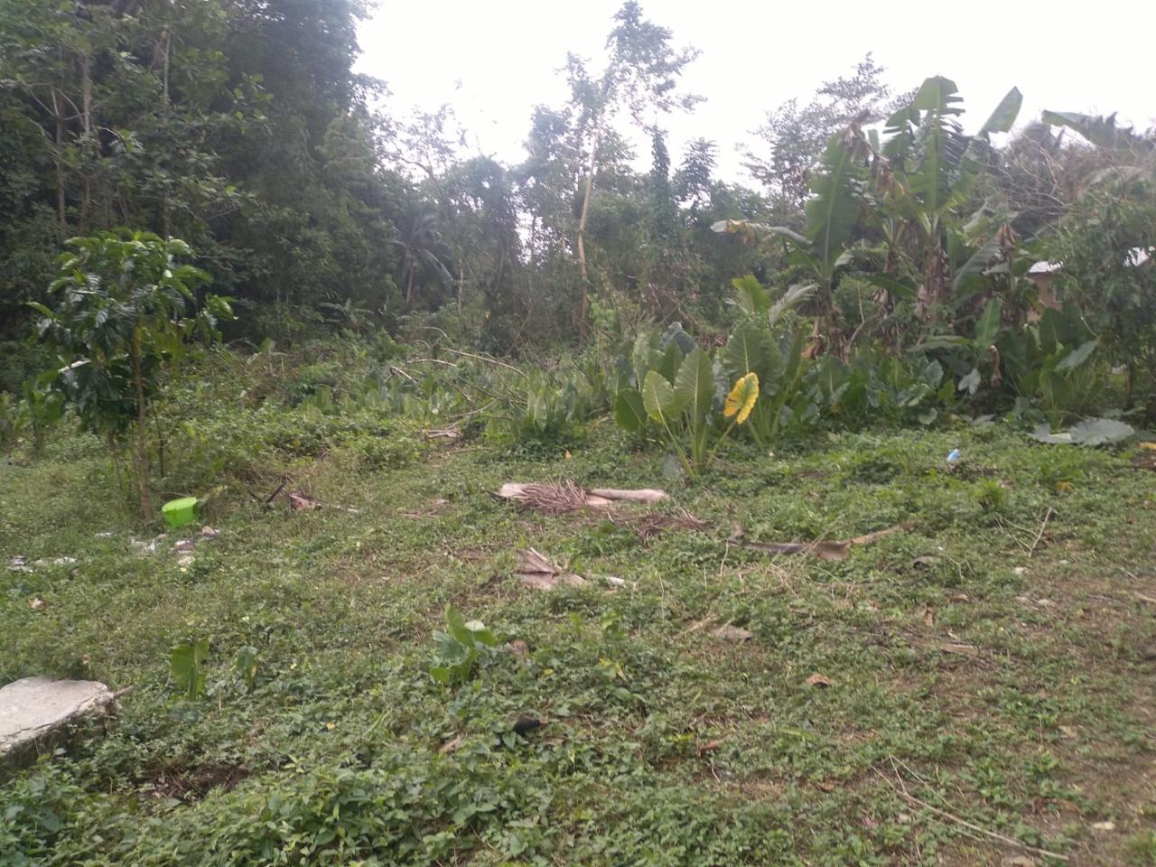 Eleventh image of Church Lincoln in Church Lincoln, Westmoreland, Jamaica - property is For Sale