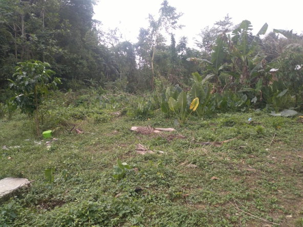 Eleventh image of Church Lincoln in Church Lincoln, Westmoreland, Jamaica - property is For Sale