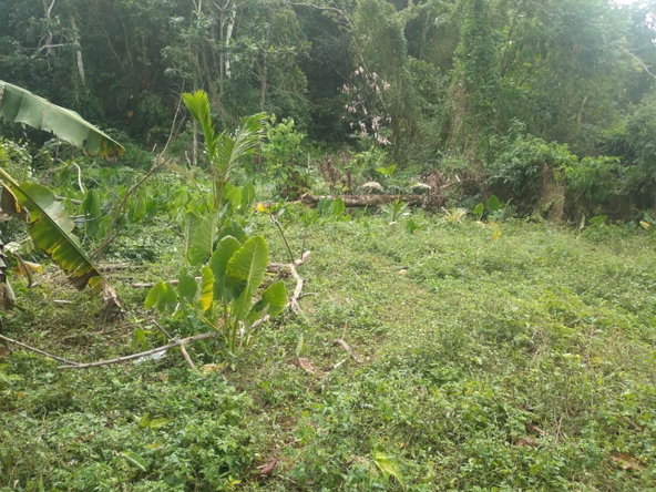 Fourth image of Church Lincoln in Church Lincoln, Westmoreland, Jamaica - property is For Sale