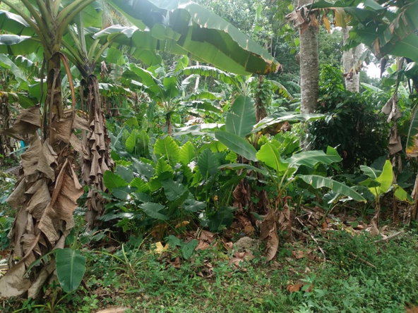 Fifth image of Church Lincoln in Church Lincoln, Westmoreland, Jamaica - property is For Sale