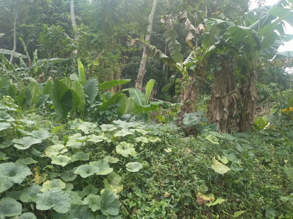 Ninth image of Church Lincoln in Church Lincoln, Westmoreland, Jamaica - property is For Sale
