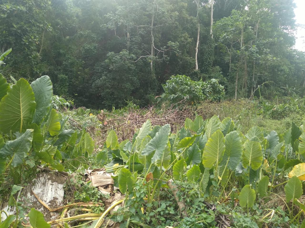 Tenth image of Church Lincoln in Church Lincoln, Westmoreland, Jamaica - property is For Sale