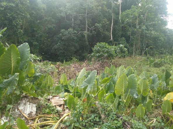 Tenth image of Church Lincoln in Church Lincoln, Westmoreland, Jamaica - property is For Sale
