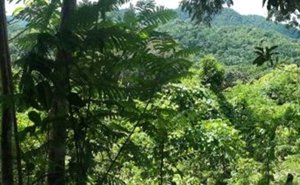 Third image of Aroha--caledonia (part of Caledonia) in Caledonia, Westmoreland, Jamaica - property is For Sale