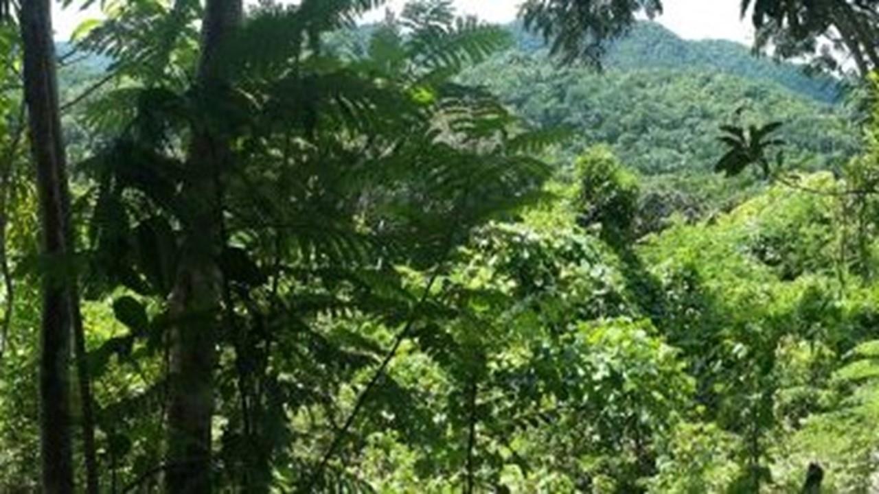 Third image of Aroha--caledonia (part of Caledonia) in Caledonia, Westmoreland, Jamaica - property is For Sale