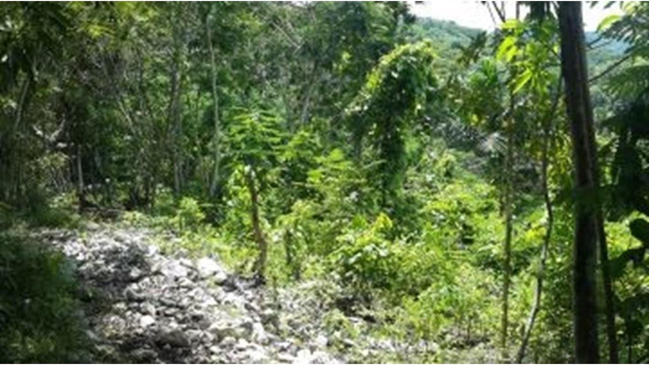 Fourth image of Aroha--caledonia (part of Caledonia) in Caledonia, Westmoreland, Jamaica - property is For Sale
