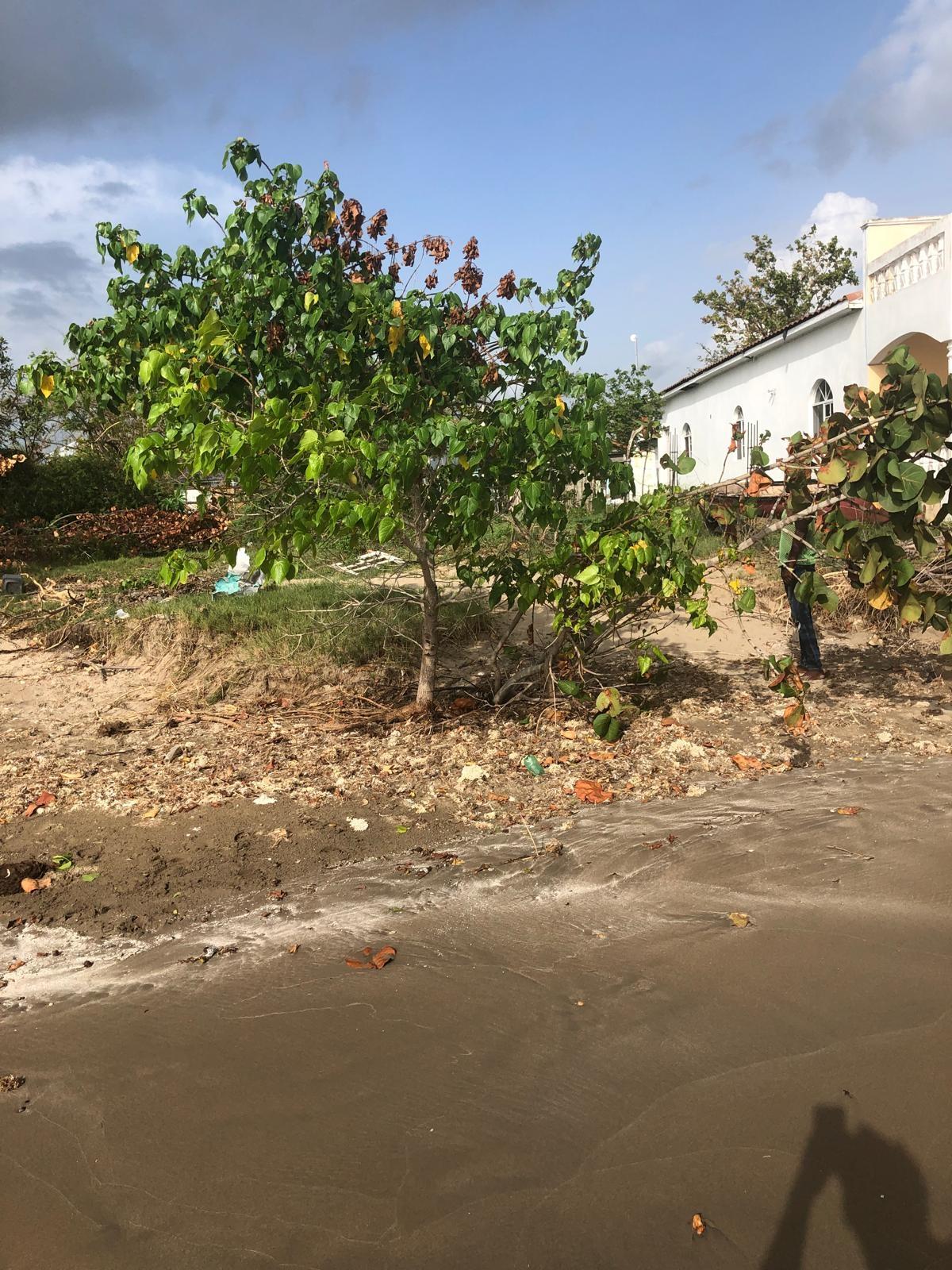 Beachfront-Lot-for-Sale-in-Parottee-St.-Elizabeth-Jamaica Second image of Parottee in Black River, St. Elizabeth, Jamaica - property is For Sale