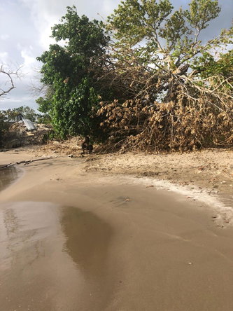 Third image of Parottee in Black River, St. Elizabeth, Jamaica - property is For Sale