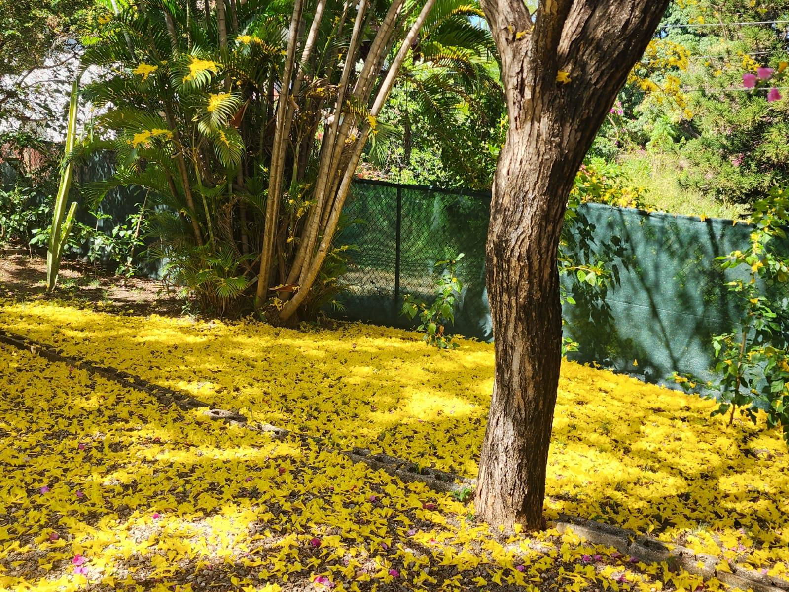 Fifth image of Leas Flats in Kingston 19, St. Andrew, Jamaica - property is For Rent