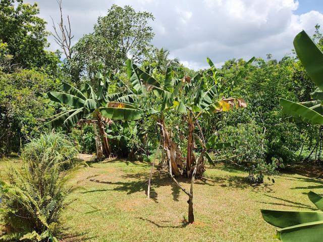 Twentieth image of Phoenix Park in Moneague, St. Ann, Jamaica - property is For Sale