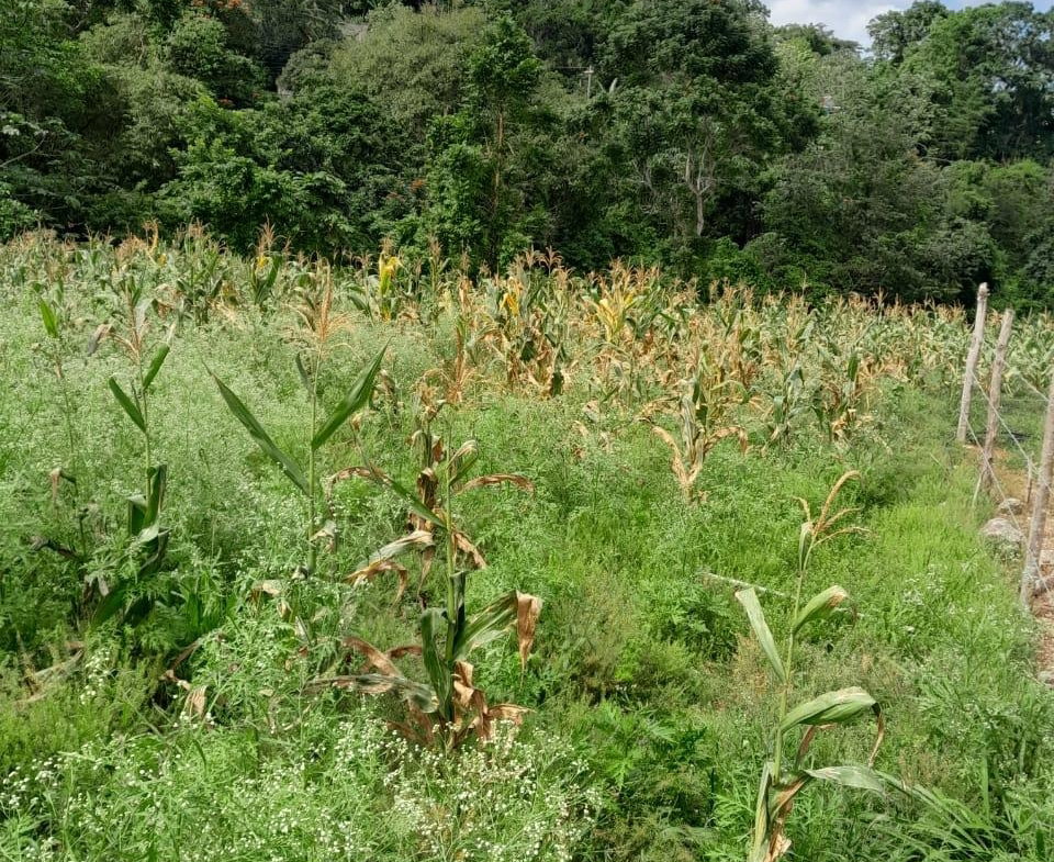 Third image of Lot 282 Pondside Close in Davis Town, St. Ann, Jamaica - property is For Sale
