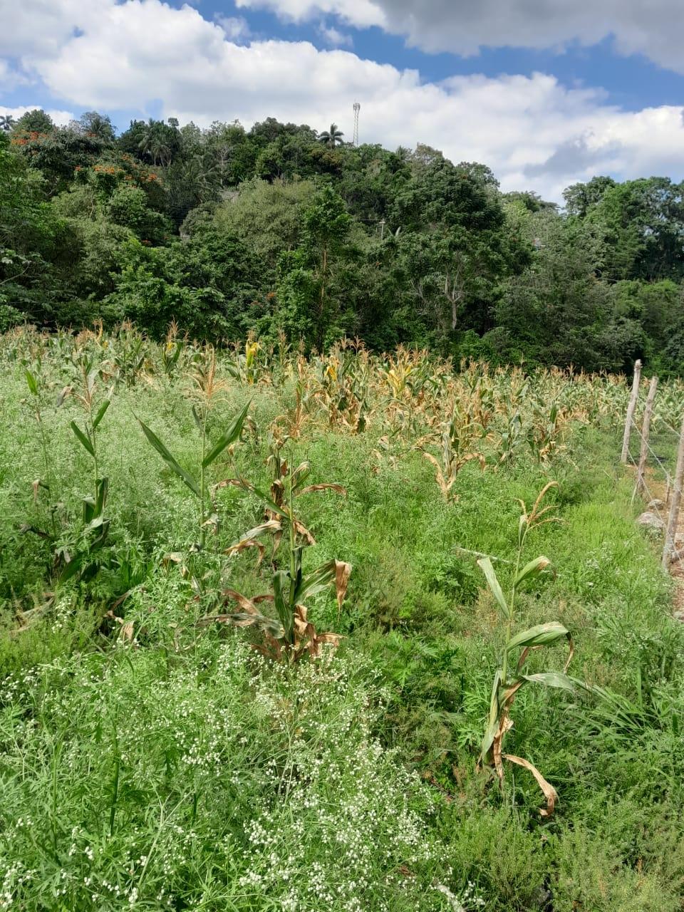 Beautiful-Residential-Lot-for-Sale-in-Davis-Town-St.-Ann-Jamaica Third image of Lot 282 Pondside Close in Davis Town, St. Ann, Jamaica - property is For Sale
