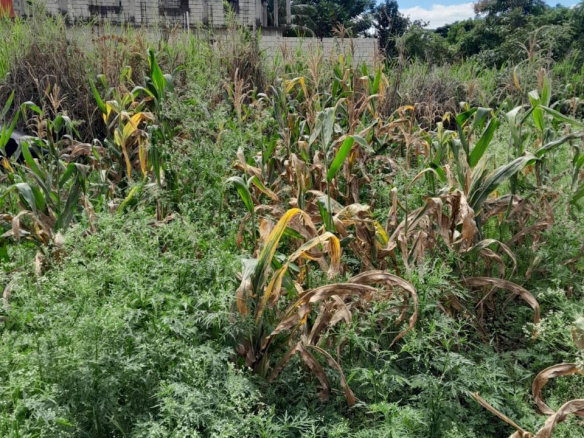 First image of Lot 282 Pondside Close in Davis Town, St. Ann, Jamaica - property is For Sale