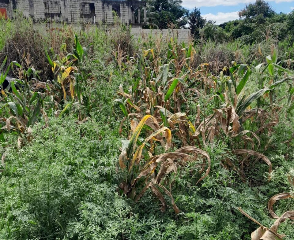 First image of Lot 282 Pondside Close in Davis Town, St. Ann, Jamaica - property is For Sale