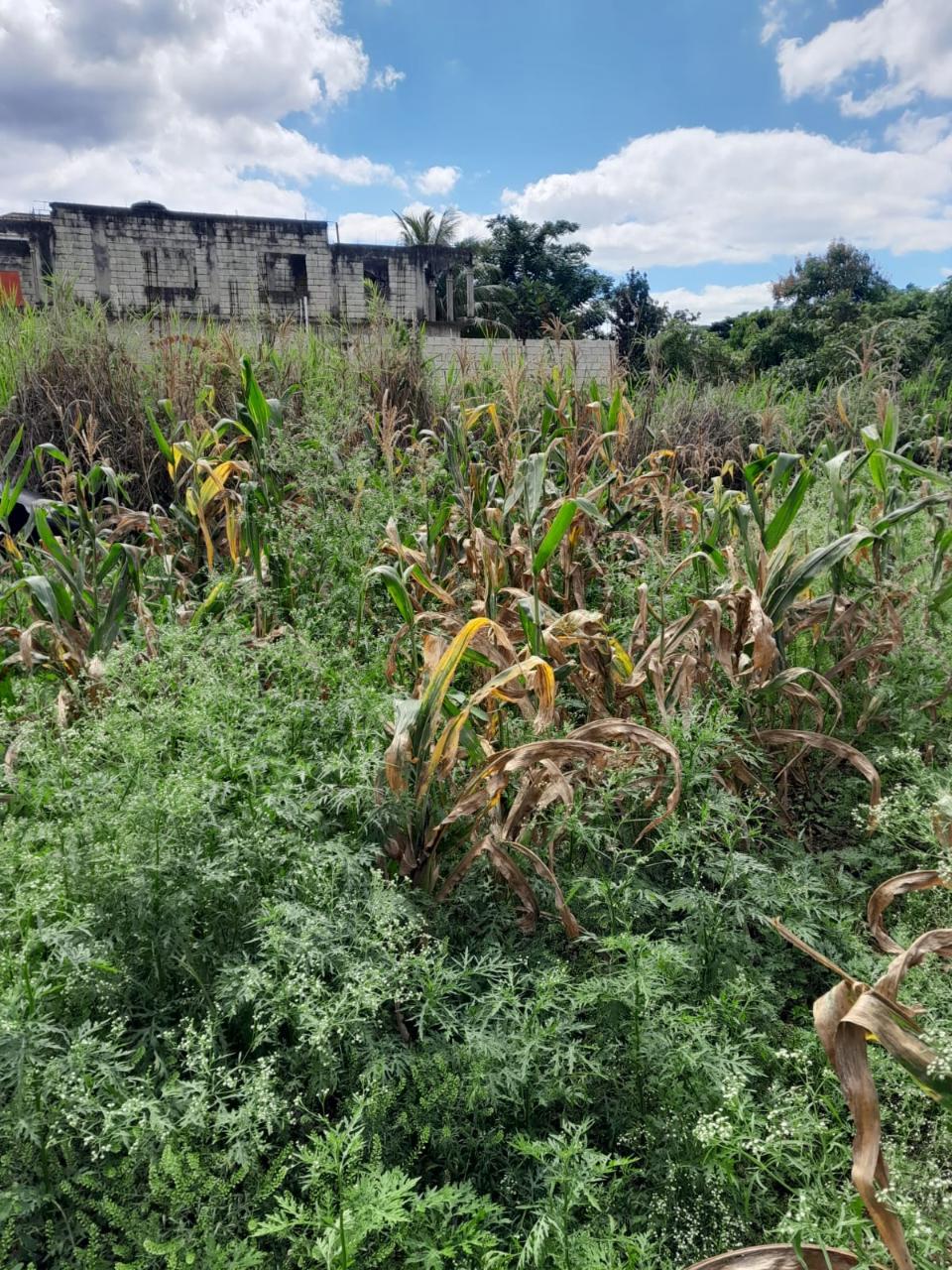 Beautiful-Residential-Lot-for-Sale-in-Davis-Town-St.-Ann-Jamaica First image of Lot 282 Pondside Close in Davis Town, St. Ann, Jamaica - property is For Sale